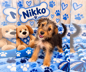 Mutt Dogs for adoption in Jackson Township, NJ, USA