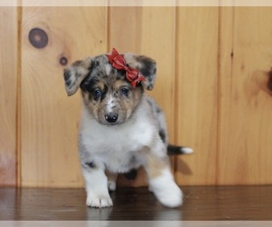 German Shepherd Dog-Pembroke Welsh Corgi Mix Puppy for sale in APPLE CREEK, OH, USA