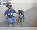 Small #2 German Shepherd Dog Mix