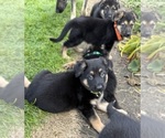 Small #16 German Shepherd Dog
