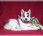 Small Photo #4 Pomsky Puppy For Sale in CHRISTIANA, PA, USA