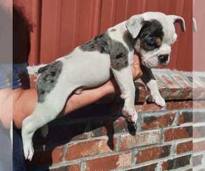 English Bulldog Puppy for sale in COTTAGEVILLE, SC, USA