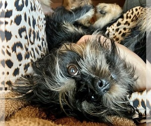 Brussels Griffon Puppy for sale in FOUNTAIN HILLS, AZ, USA
