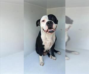 American Pit Bull Terrier-Unknown Mix Dogs for adoption in Houston, TX, USA