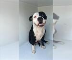 Small American Pit Bull Terrier Mix