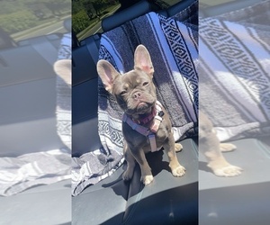 French Bulldog Puppy for Sale in WEST HARTFORD, Connecticut USA