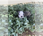 Small #6 Boston Terrier