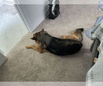 Small #2 German Shepherd Dog