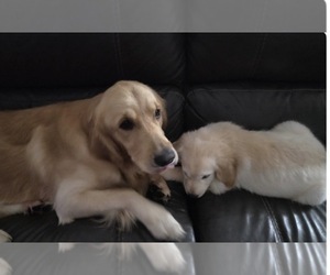 Father of the Goldendoodle puppies born on 08/20/2026