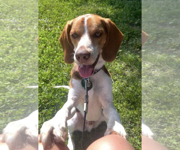 Medium Photo #1 Beagle Puppy For Sale in Brookville, OH, USA