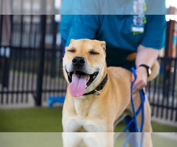 Medium Photo #2 Labrador Retriever-Unknown Mix Puppy For Sale in Waco, TX, USA