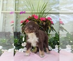Small Photo #4 Australian Shepherd Puppy For Sale in ROCKY FACE, GA, USA