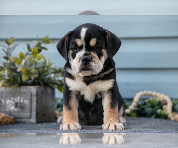 Medium Photo #3 Beabull Puppy For Sale in MILLERSBURG, OH, USA