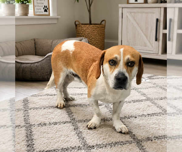 Medium Photo #2 Beagle-Unknown Mix Puppy For Sale in Elmsford, NY, USA