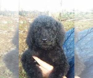 Poodle (Standard) Puppy for sale in CINCINNATI, OH, USA