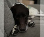 Small #2 German Shorthaired Pointer