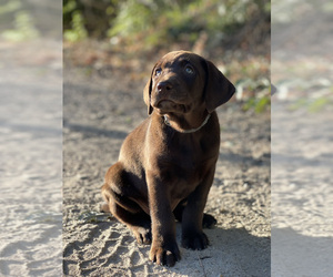 Labrador Retriever Puppy for sale in BOISE, ID, USA