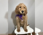 Puppy 0 Goldendoodle