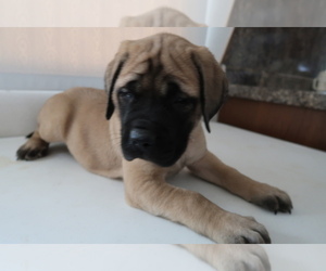 Mastiff Puppy for sale in TERRE HAUTE, IN, USA