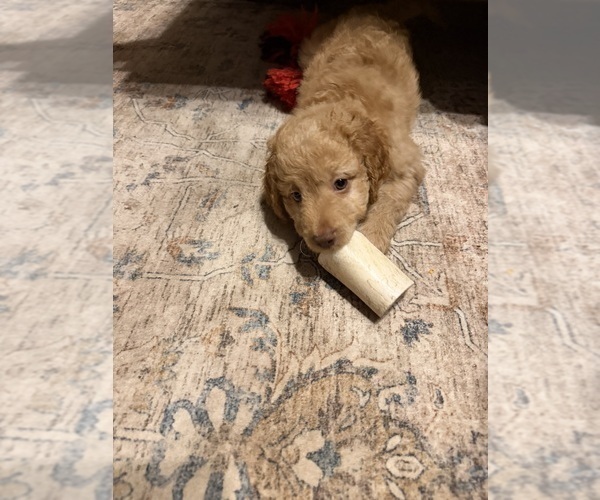 Medium Photo #46 Aussiedoodle Puppy For Sale in ASHEVILLE, NC, USA