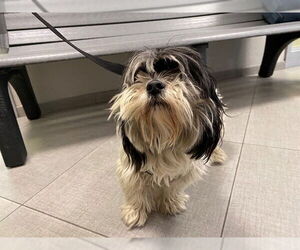 Maltese-Unknown Mix Dogs for adoption in Rancho Cucamonga, CA, USA