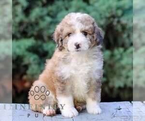 Bernedoodle (Miniature) Puppy for Sale in LITITZ, Pennsylvania USA