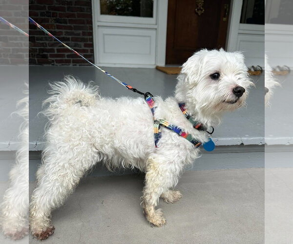 Medium Photo #5 Maltese-Unknown Mix Puppy For Sale in Bellevue, WA, USA