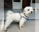 Small #4 Maltese Mix