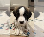 Small #2 Saint Bernard Mix