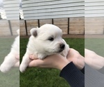 Small Photo #6 Miniature American Eskimo Puppy For Sale in OREGON CITY, OR, USA