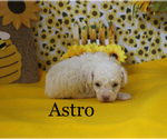 Small Photo #5 Poodle (Toy) Puppy For Sale in CHANUTE, KS, USA