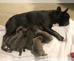 French Bulldog Puppy for sale in CHARLOTTE, NC, USA