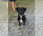 Small Photo #10 Labrador Retriever-Unknown Mix Puppy For Sale in Rustburg, VA, USA