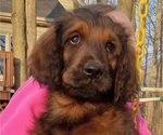 Puppy Penny Golden Newfie Doodle