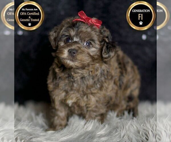 Medium Photo #58 YorkiePoo Puppy For Sale in WARSAW, IN, USA
