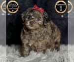 Small Photo #58 YorkiePoo Puppy For Sale in WARSAW, IN, USA