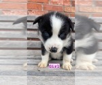 Small Photo #4 Siberian Husky Puppy For Sale in CAPE FAIR, MO, USA