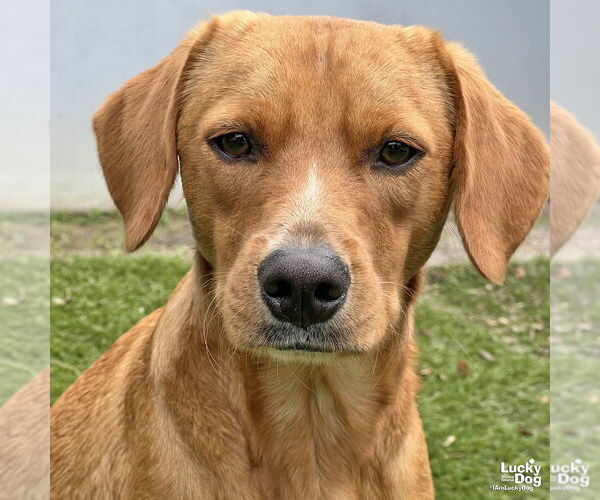 Medium Photo #3 Labrador Retriever-Unknown Mix Puppy For Sale in Washington, DC, USA