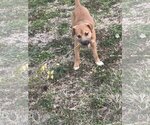 Small Photo #13 Black Mouth Cur-Unknown Mix Puppy For Sale in The Woodlands, TX, USA