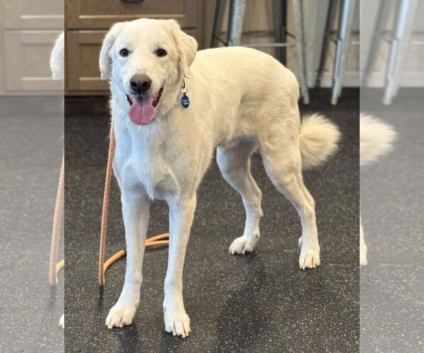Medium Photo #2 Great Pyrenees Puppy For Sale in Boonton, NJ, USA