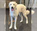 Small #1 Great Pyrenees