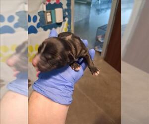 Border Collie Dogs for adoption in Houston, TX, USA