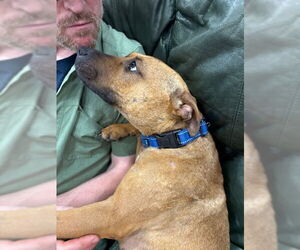 Amber - Female Mutt Dog for Adoption - Photo #13