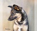 Small #2 Mutt