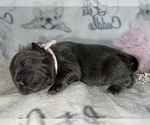 Small Photo #44 French Bulldog Puppy For Sale in MIMS, FL, USA