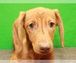 Small Photo #2 Dachshund Puppy For Sale in SHAWNEE, OK, USA