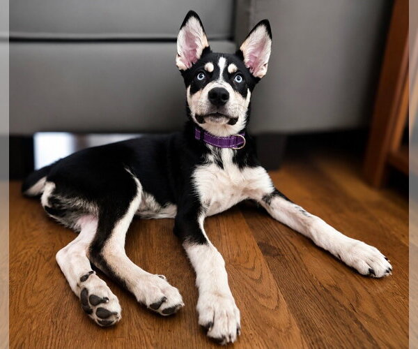Medium Photo #2 Siberian Husky-Unknown Mix Puppy For Sale in Holly Springs, NC, USA