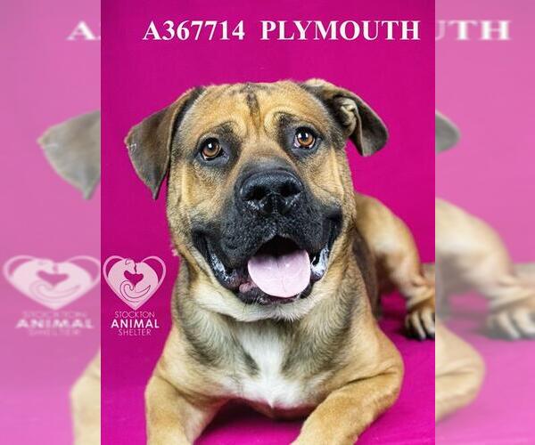 Medium Photo #1 Basset Hound-Mastiff Mix Puppy For Sale in Stockton, CA, USA