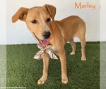 Marley - Female Labrador Retriever-Unknown Mix Dog for Adoption - Small photo