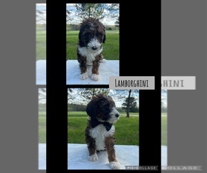 Bernedoodle Puppy for sale in COXS CREEK, KY, USA